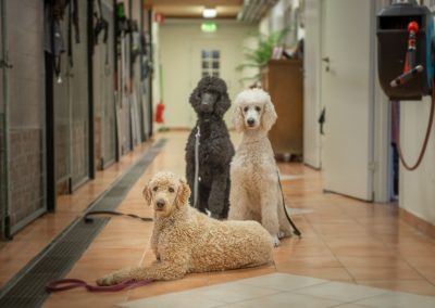 kustmarkens hundtjänst ab avel dressyr tjänstehund ledarhund 01