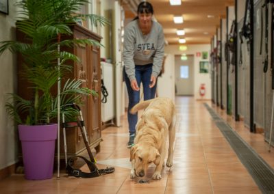 kustmarkens hundtjänst ab avel dressyr tjänstehund ledarhund 01