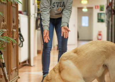 kustmarkens hundtjänst ab avel dressyr tjänstehund ledarhund 01