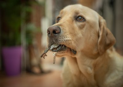 kustmarkens hundtjänst ab avel dressyr tjänstehund ledarhund 01