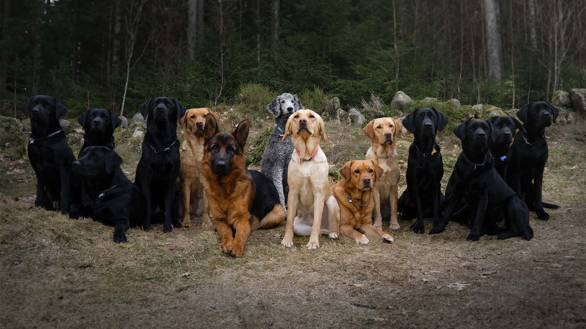 Ljusa och mörka hundar sitter på rad med skogen i bakgrunden